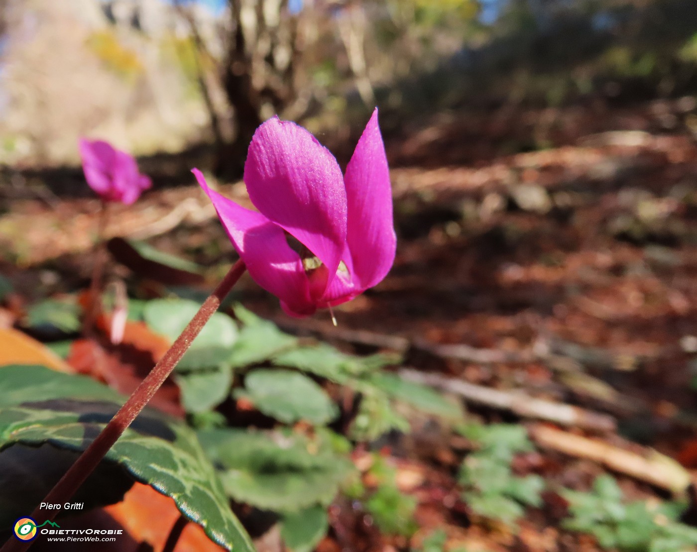 24 Cyclamen (Ciclamini)  ancora ben fioriti.JPG